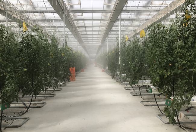 高壓霧化你了解嗎？在設施農業中有哪些應用？